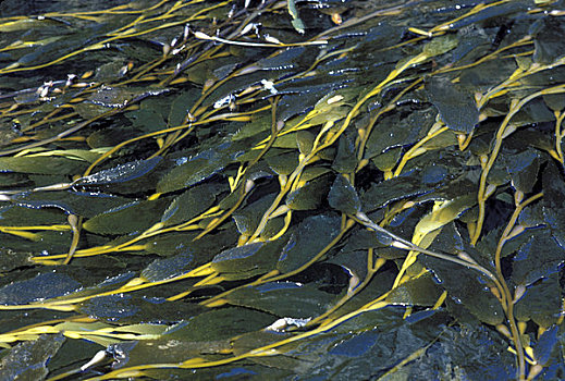 可食用海藻种类图片图片