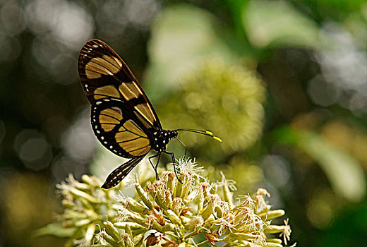 蛱蝶科,热带,蝴蝶,伊瓜苏国家公园,巴西,南美