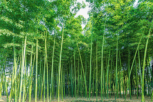 翠绿色的竹林美景