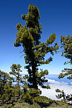 冷杉,高处,云,山,国家公园,帕尔玛,加纳利群岛