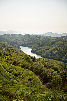 福建福鼎梯田茶园