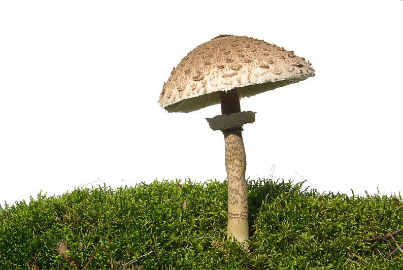伞状蘑菇图片_伞状蘑菇高清图片_全景视觉
