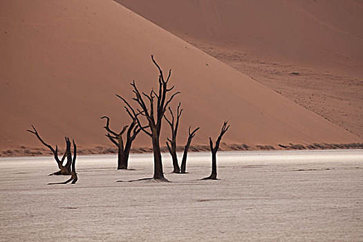 枯木,死亡谷,沙漠,纳米比诺克陆夫国家公园,骷髅海岸,国家公园,区域,纳米比亚,非洲