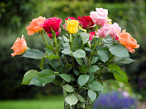 花瓶,彩色,玫瑰,室外,花园