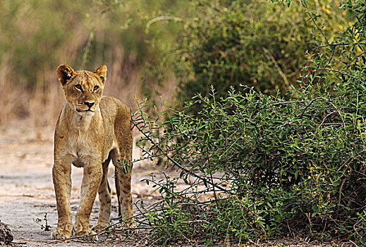 狮子,幼兽,消瘦,饥饿,女性,乔贝国家公园,博茨瓦纳,非洲