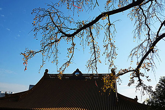 芜湖,广济寺,全景,公园,雕像,园林,佛像,古树,宝塔