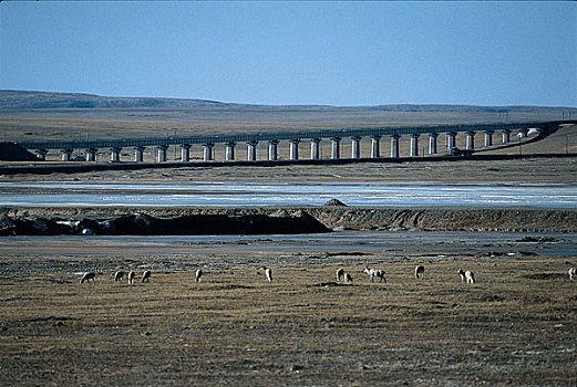 可可西里青藏铁路旁的藏羚羊