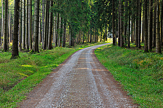树林,道路,针叶林,弗兰克尼亚,巴伐利亚,德国