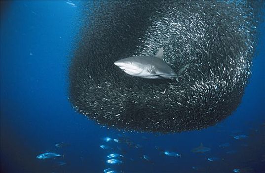 灰礁鲨,黑尾真鲨,大,球,所罗门群岛,南太平洋