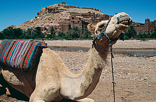 骆驼,正面,摩洛哥,乡村