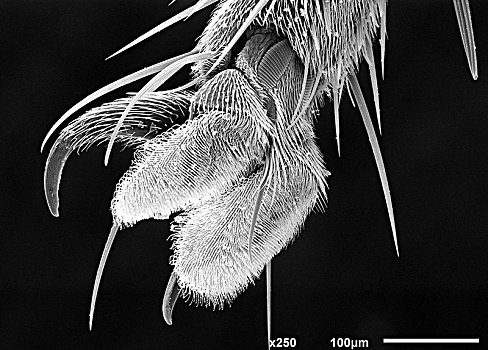 脚,房子,苍蝇,扫描,电子显微镜