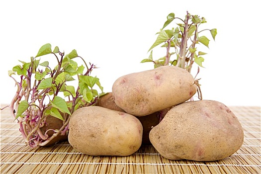 土豆,发芽