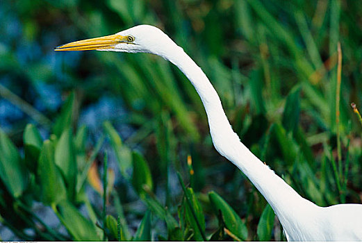 大白鹭,大沼泽地国家公园,佛罗里达,美国