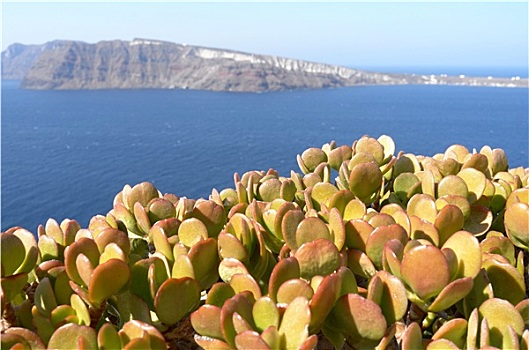 风景,多汁植物,锡拉岛,圣托里尼岛,希腊