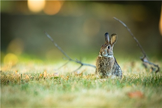 可爱,兔子,草丛
