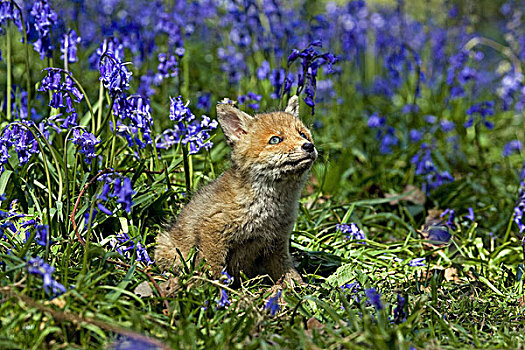红狐,狐属,小动物,坐,花,草地