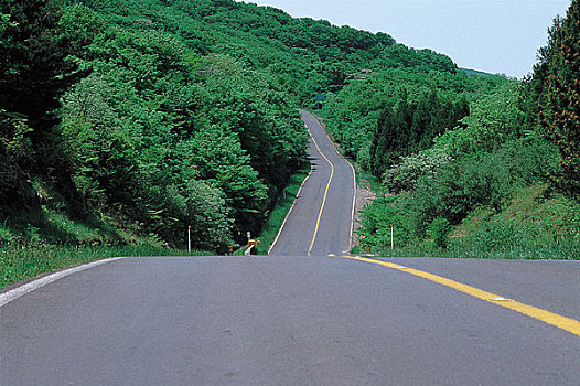 荫凉,树,道路