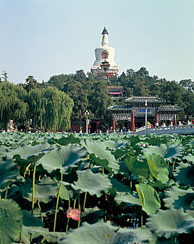 荷花,水池,北海公园,公园,北京