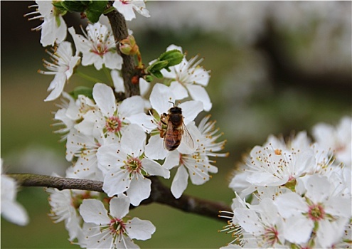 隔绝,蜜蜂,白色背景,花,灌木