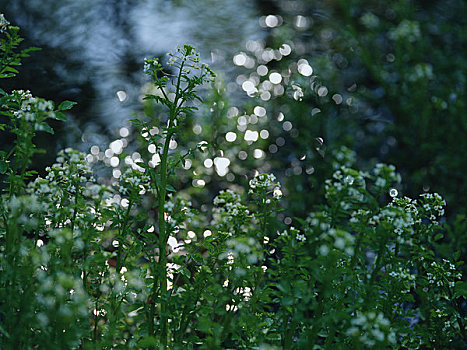 河,豆瓣菜,花