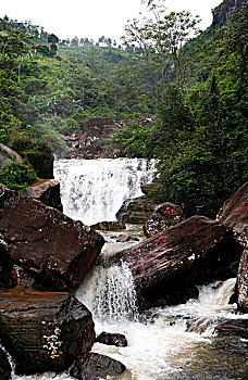 瀑布,斯里兰卡,茶园,背景