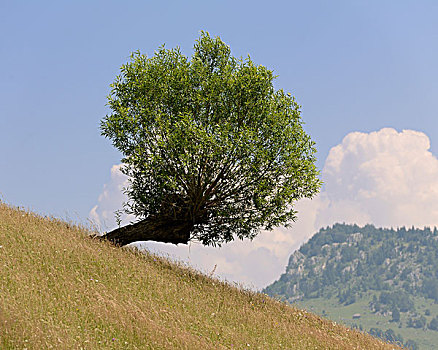 柳树,山峦,罗马尼亚,欧洲