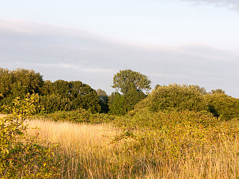 英国,草地,场景,户外,夏天,亮光