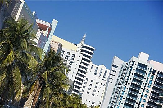 特写,棕榈树,正面,建筑,迈阿密,佛罗里达,美国