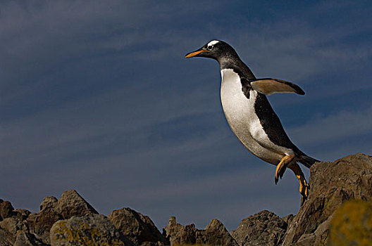 巴布亚企鹅,跳跃,石头,岛屿,福克兰群岛