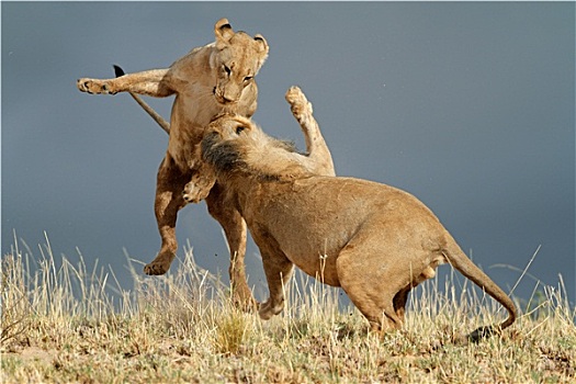 玩耍,非洲狮