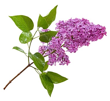 紫色,丁香,枝条,隔绝,白色背景