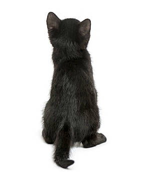 猫咪坐姿背影图片