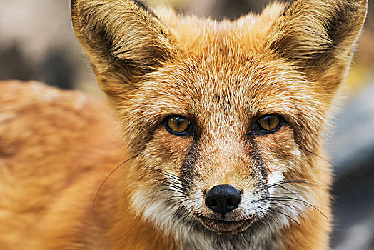 红狐,狐属,育空,加拿大