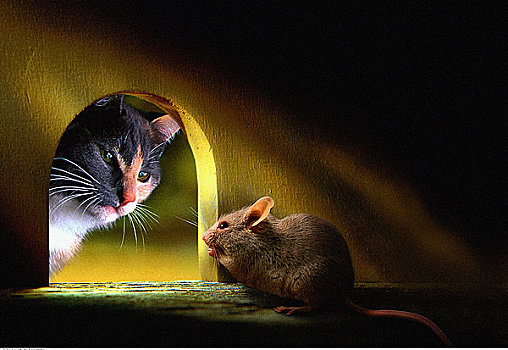 猫,看,鼠标,鼠洞村