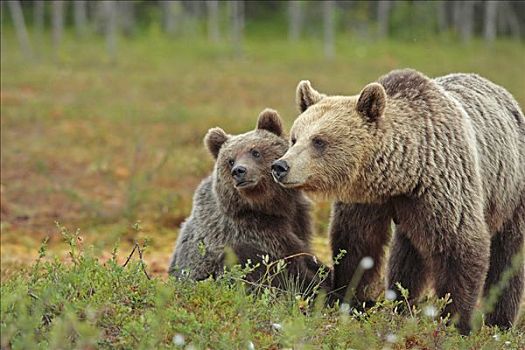 棕熊,母亲,幼兽,芬兰