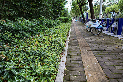 珠海,梅华城市花园,湿地公园,河道,水塘,植物,治理,树木,休闲,公园