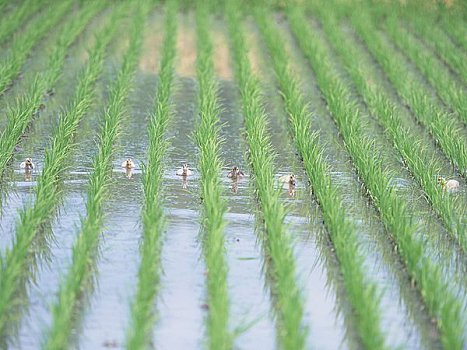 鸭子,农业,稻田
