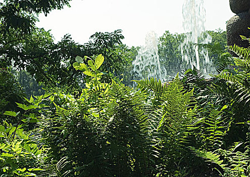植被,喷水池,背景