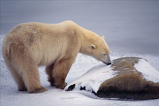 北极熊,吃,雪,丘吉尔市,曼尼托巴,加拿大