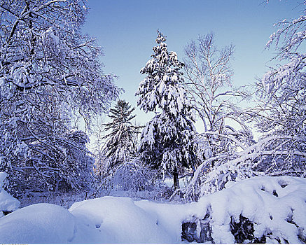 树,冬天,安大略省,加拿大