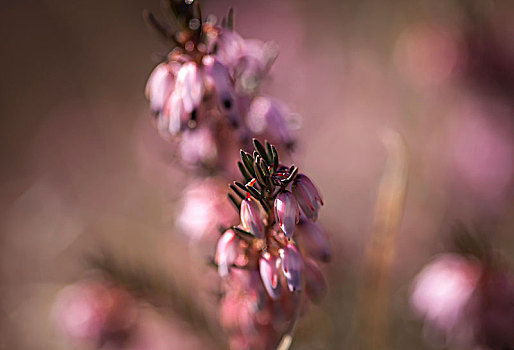 特写,石南花