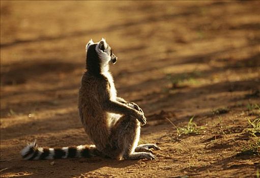 狐猴,坐,地面,马达加斯加