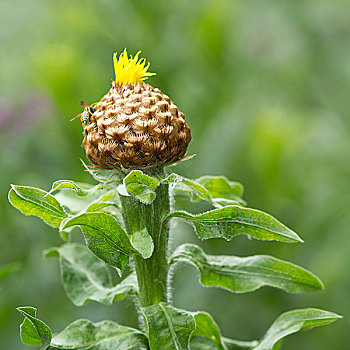 体重,黑矢车菊