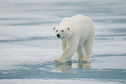 北极熊,成年,旅行,海冰,寻找,海豹,西北地区,海岸,斯匹次卑尔根岛,斯瓦尔巴群岛,挪威