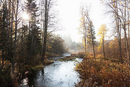 风景,树林,河,雾气,秋天,阳光,南方,芬兰