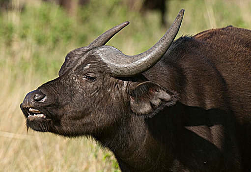 南非水牛,非洲水牛,马赛马拉国家保护区,肯尼亚