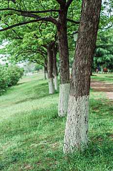 夏季公园中整齐排列的树木景观