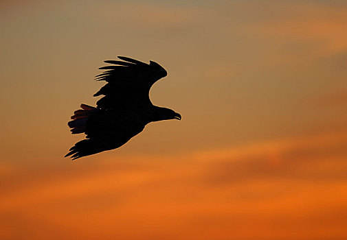 白尾鹰,飞行,子夜太阳,挪威,海岸,欧洲