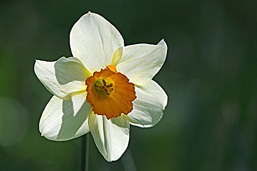 水仙花,水仙