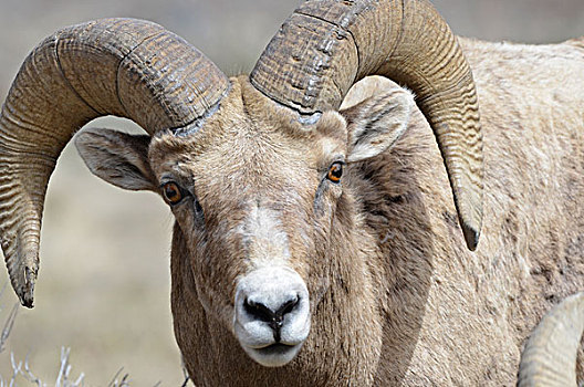 美国,怀俄明,黄石国家公园,大角羊,公羊,大幅,尺寸